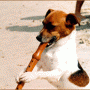 perroflauta